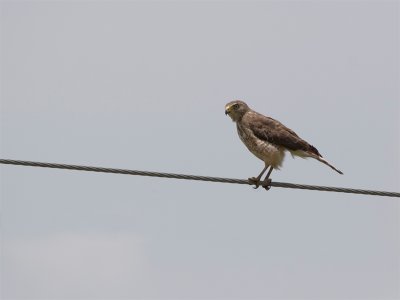 Roadside Hawk (juvenile) - Wegbuizerd (juveniel)