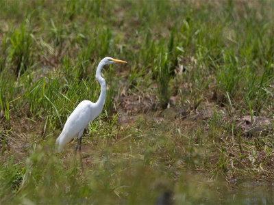 Great White Egret - Grote Zilverreiger
