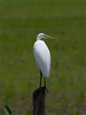 Great White Egret - Grote Zilverreiger