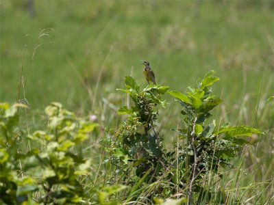 Eastern Meadowlark - Witkaakweidespreeuw
