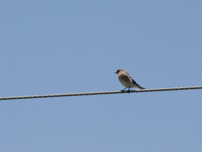 Eastern Bluebird (female) - Oostelijke Bluebird (vrouw)