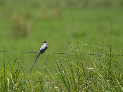 Fork-tailed Flycatcher - Vorkstaart-koningstiran