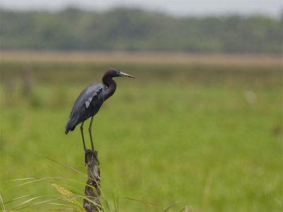 Little Blue Heron - Kleine Blauwe Reiger