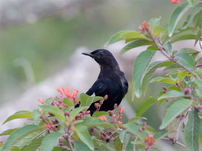 Black Catbird - Zwarte Katvogel