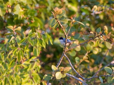 White-lored Gnatcatcher - Witvleugel-muggenvanger