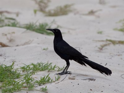 Great-tailed Grackle - Langstaarttroepiaal