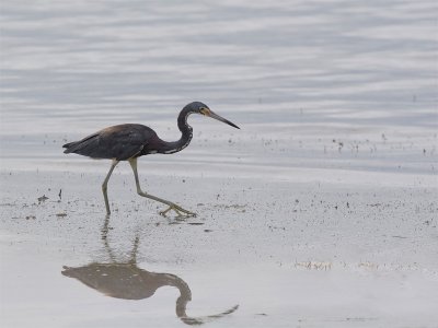 Tricolored Heron - Witbuikreiger