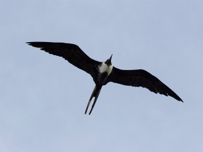 Magnificent Frigatebird - Amerikaanse Fregatvogel