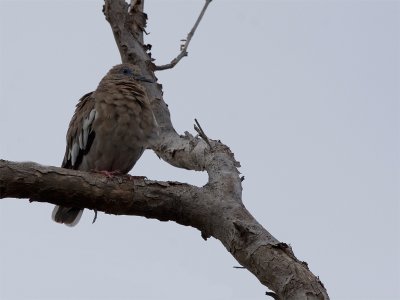 White-winged Dove - Witvleugeltreurduif