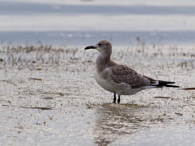 Laughing Gull - Lachmeeuw