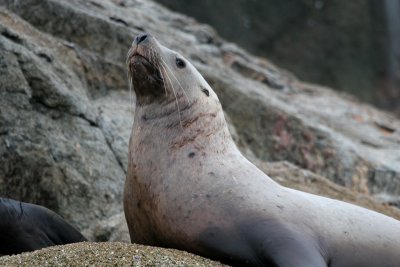 Steller's Sea Lion - Stellers Zeeleeuw