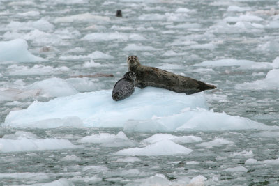 Harbor Seal - Gewone Zeehond