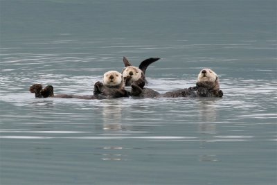 Sea Otter