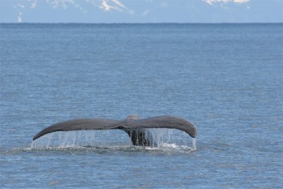 Humpback Whale - Bultrug