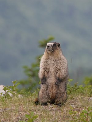 Hoary marmot