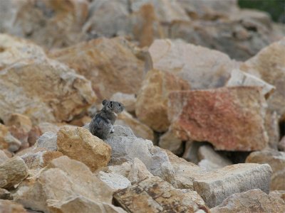 Collared Pika