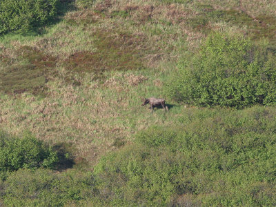 Moose - Eland