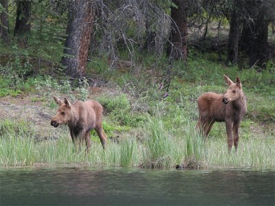 Moose - Eland