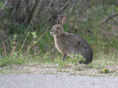 Snowshoe Hare