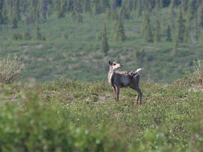 Caribou - Kariboe