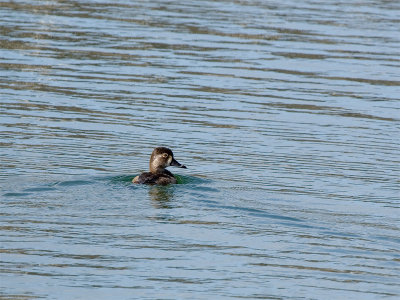 Ring-necked Duck (female) - Ringsnaveleend (vrouw)