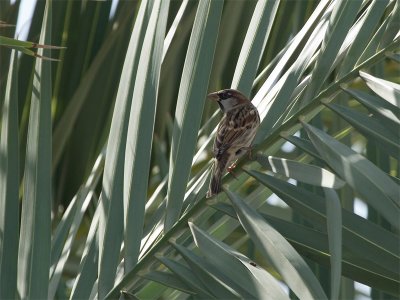 Spannish Sparrow - Spaanse Mus