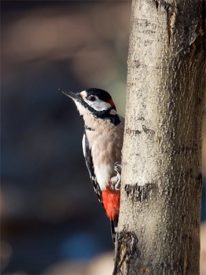 Teneriffa's great spotted woodpecker - Teneriffe grote bonte specht