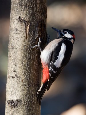 Teneriffa's great spotted woodpecker - Teneriffe grote bonte specht