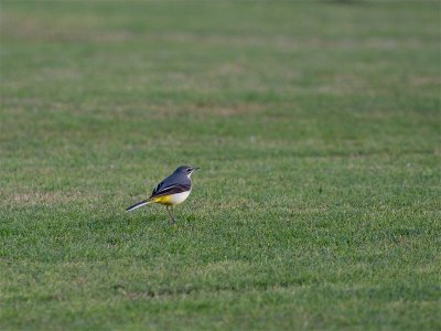 Canarian Grey Wagtail - Grote Gele Kwikstaart