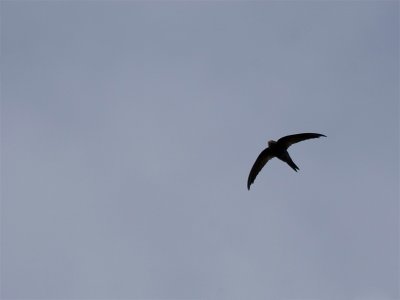 Plain Swift - Madeiragierzwaluw