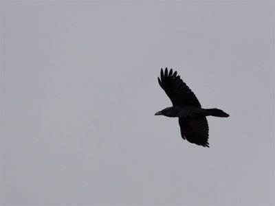 (North-african) Common Raven - Raaf