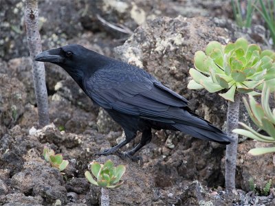 (North-african) Common Raven - Raaf