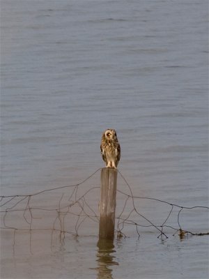 Velduil - Short-eared Owl