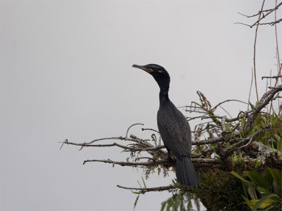 Neotropic Cormorant - Bigua Aalscholver