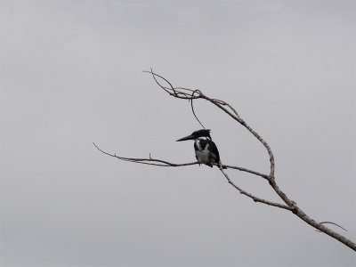 Green Kingfisher - Groene IJsvogel