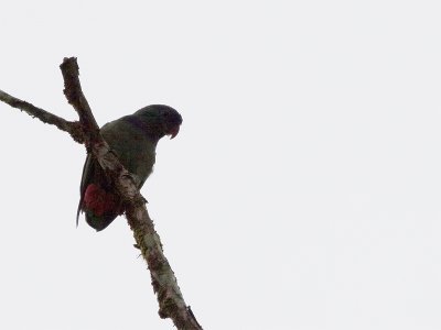 Red-billed Parrot - Roodsnavelmargrietje
