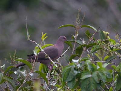 Ruddy Pigeon - Purpurduif