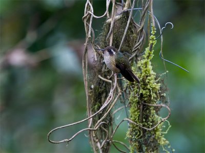 Speckled Hummingbird - Zwartoorkolibrie
