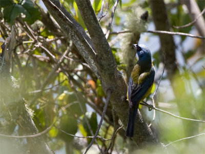 Blue-and-yellow Tanager - Blauwgele Tangare