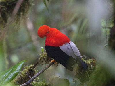Andean Cock-of-the-rock - Rode Rotshaan