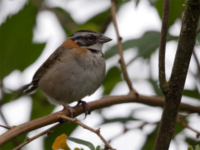 Rufous-collared Sparrow - Roodkraaggors