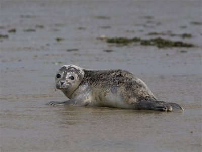 Zeehond - Harbour Seal