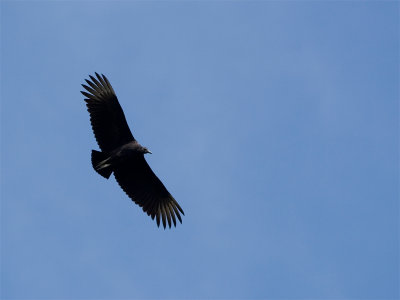 Black Vulture - Zwarte Gier