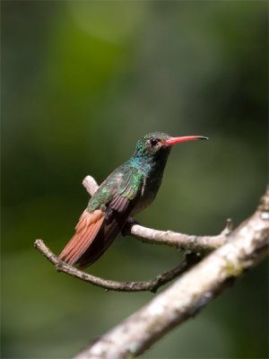 Rufous-tailed Hummingbird - Roodstaartkolibrie