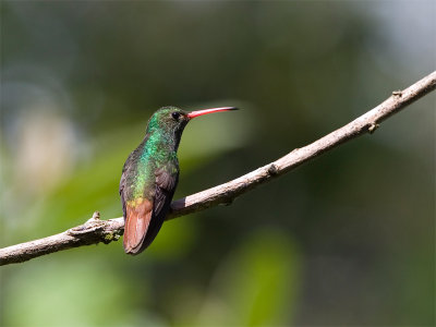 Rufous-tailed Hummingbird - Roodstaartkolibrie