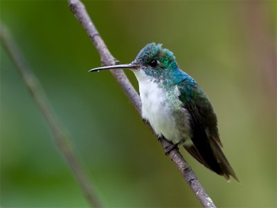 Andean Emerald - Andesamazilia
