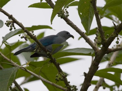 Blue-gray Tanager - Bisschopstangare
