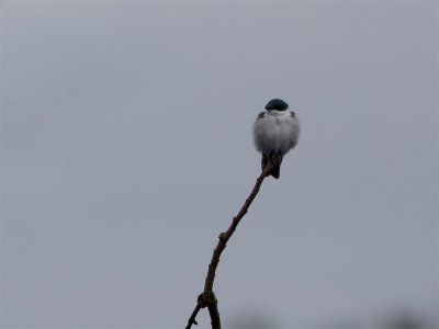 White-winged Swallow - Witbuikzwaluw