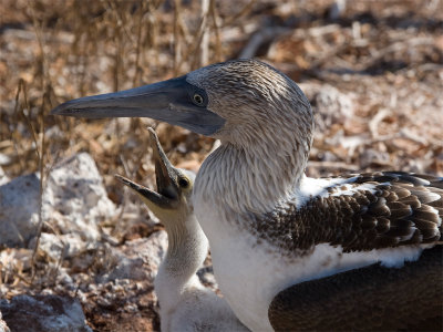 Blue-footed Booby - Blauwvoetgent