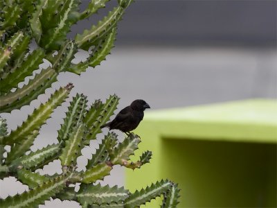 Large Tree-finch - Grote Boomvink